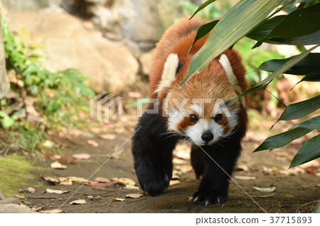 在橫濱·Nogeyama動物園的小熊貓 在橫濱·Nogeyama動物園的小熊貓 37715893