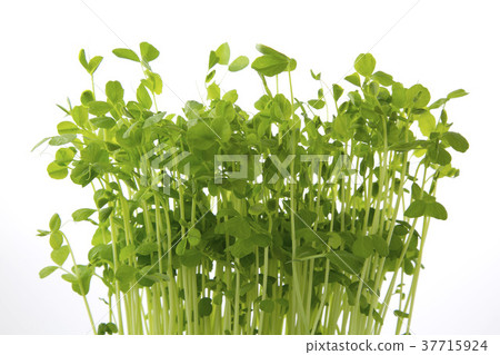 Bean seedling leaves up Bean seedling leaves up 37715924