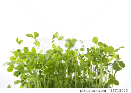 Bean seedling leaf up horizontal position 37715925