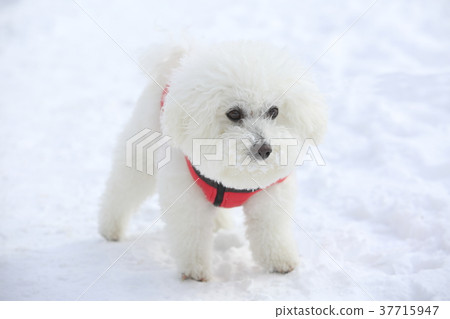 Bichon Friese 37715947