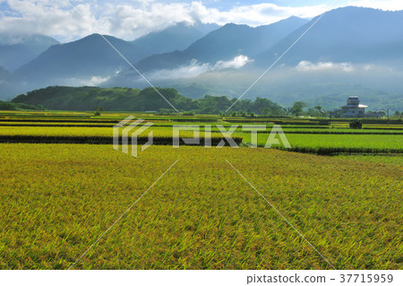 East Rift Valley, Mountain, Rice Field, Farming, Field, Rice, Farmland, Agriculture, Crops, Agricultural Products 37715959
