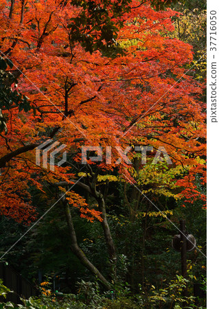 橫濱Nogeyama公園 橫濱Nogeyama公園 37716050