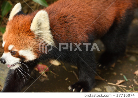 Lesser panda in Yokohama · Nogeyama zoo Lesser panda in Yokohama · Nogeyama zoo 37716074