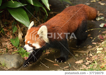Lesser panda in Yokohama · Nogeyama zoo Lesser panda in Yokohama · Nogeyama zoo 37716079