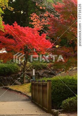 Yokohama Nogeyama Park 37716126