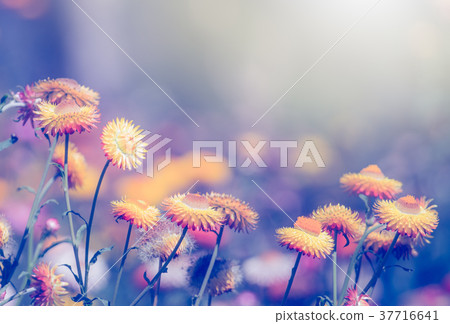 straw flowers or everlasting flowers straw flowers or everlasting flowers 37716641