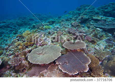 Table coral 37716706