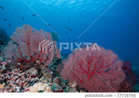 Isobana Isobana 37716708