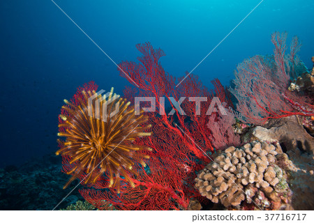 Isobana and sea weed 37716717