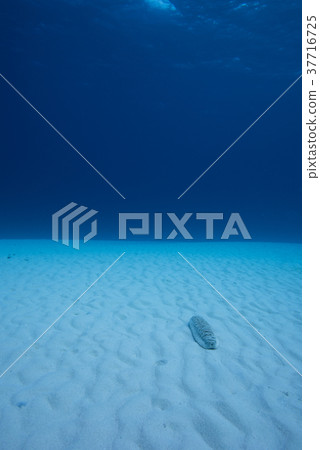 Sand and sea cucumber 37716725