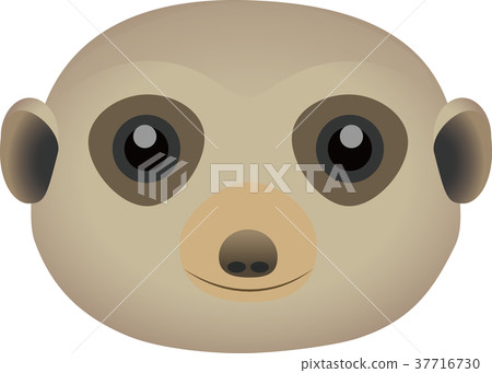 meerkat meerkat 37716730