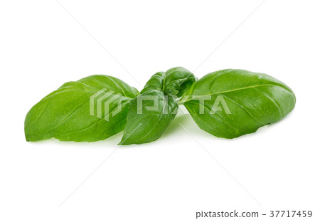 Fresh green basil 37717459