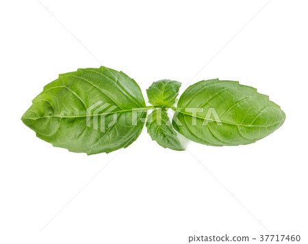 Fresh green basil Fresh green basil 37717460