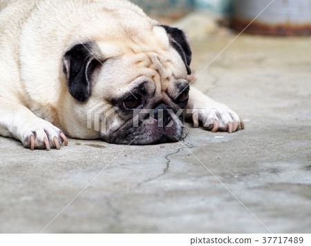 portraits photo of a lovely white fat cute pug dog 37717489
