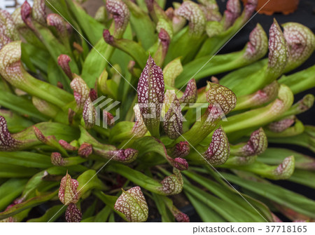 Sarracenia, carnivorous plant Sarracenia, carnivorous plant 37718165