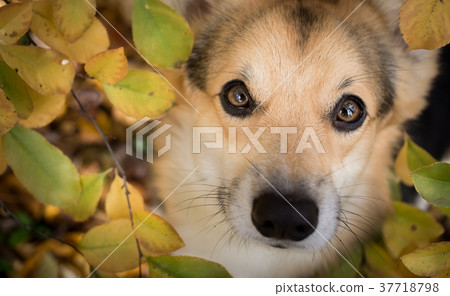 Dog on a walk in a beautiful autumn forest. 37718798