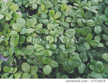 Young seedlings of strawberries top view Young seedlings of strawberries top view 37718818