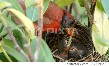 Two day old bird being fedd a worm by its father Two day old bird being fedd a worm by its father 37719348