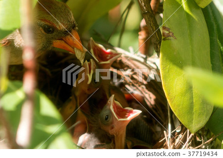 Female cardinal bird brings food to the nest Female cardinal bird brings food to the nest 37719434