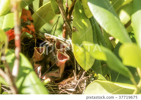 Male cardinal feeding baby chicks in birds nest Male cardinal feeding baby chicks in birds nest 37719675