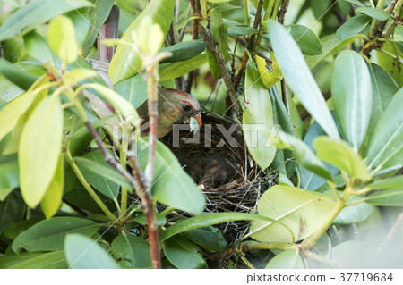 Female cardinal at birds nest with food in beak Female cardinal at birds nest with food in beak 37719684