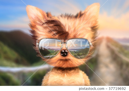 Dog in sunglasses stand in front travel background Dog in sunglasses stand in front travel background 37719692
