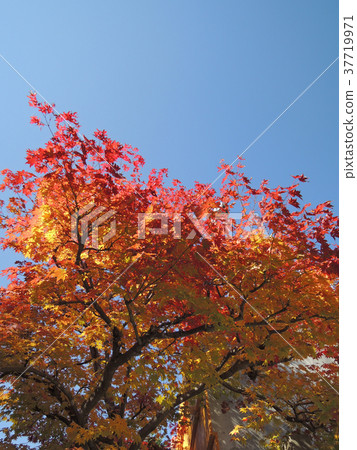 晴天楓樹 37719971
