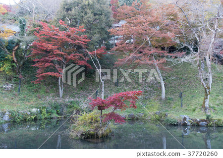 [Gifu Prefecture] Yoro no Taki Eroigaike 37720260