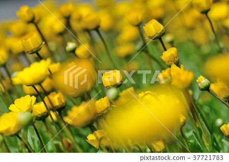 Murcicole Murcicole 37721783