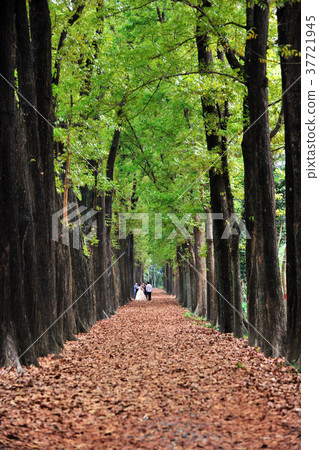 Taiwan, Chinese Taipei, Kaohsiung City, Liugui District, Xinwei Nursery, Mahogany, Forest, Tree, Deciduous, Trail, Road, Green Leaves Taiwan, Chinese Taipei, Kaohsiung City, Liugui District, Xinwei Nursery, Mahogany, Forest, Tree, Deciduous, Trail, Road, Green Leaves 37721945