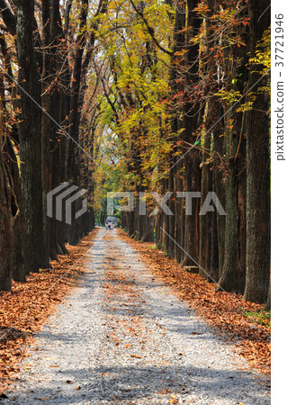 Taiwan, Chinese Taipei, Kaohsiung City, Liugui District, Xinwei Nursery, Mahogany, Forest, Tree, Deciduous, Trail, Road, Green Leaves Taiwan, Chinese Taipei, Kaohsiung City, Liugui District, Xinwei Nursery, Mahogany, Forest, Tree, Deciduous, Trail, Road, Green Leaves 37721946