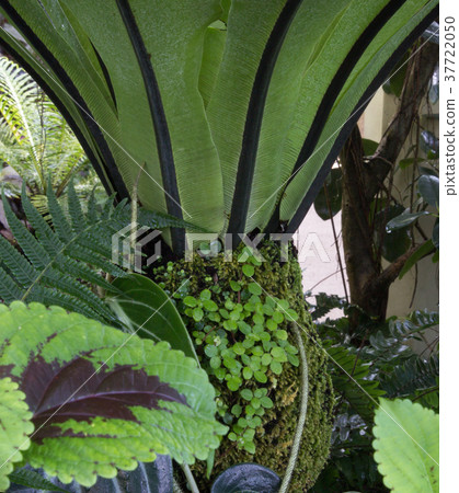 Palma in the greenhouse Palma in the greenhouse 37722050