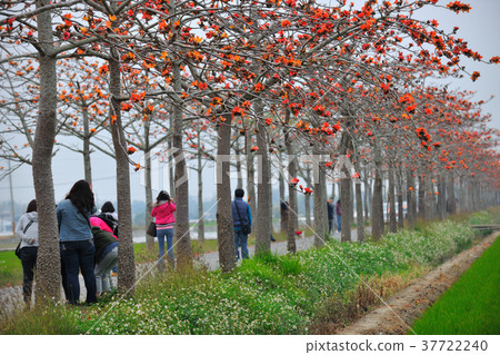 Road tree, kapok, bicycle, bicycle, Taiwan, Tainan, White River, orange flower, leisure, fresh Road tree, kapok, bicycle, bicycle, Taiwan, Tainan, White River, orange flower, leisure, fresh 37722240