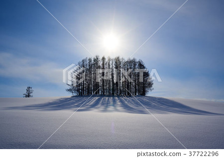 Mild Seven Tree 37722296