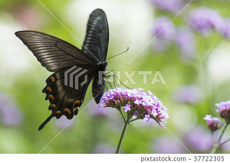 Papilio bianor 37722305