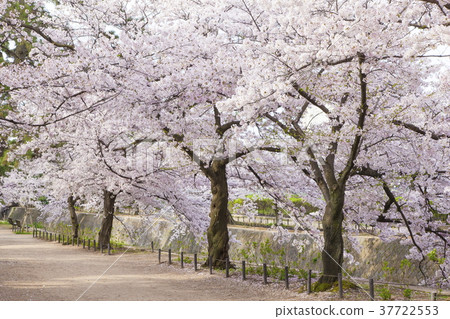 在兵庫縣西川市，鴨川公園盛開的櫻花 37722553