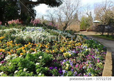 Winter flower bed of Keio floral garden "Angers" (January) Tokyo Chofu Winter flower bed of Keio floral garden "Angers" (January) Tokyo Chofu 37722720