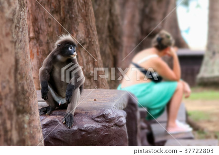 Wild Leaf monkey or Langur with tourists blurred  37722803