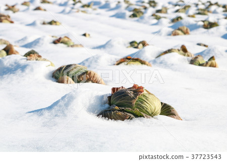 雪白菜田 37723543