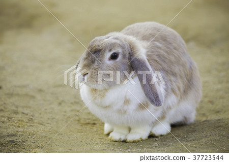 可愛的兔子耳朵 可愛的兔子耳朵 37723544