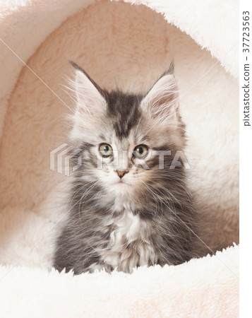 A kitten of Maine Coon 37723563