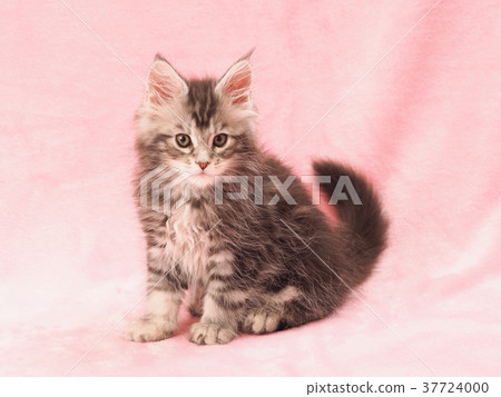 maine coon pussy Maine coon pussy