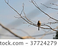 Winter landscape 37724279