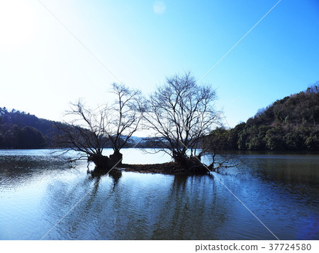Hattori Oike which is sunny in winter Hattori Oike which is sunny in winter 37724580