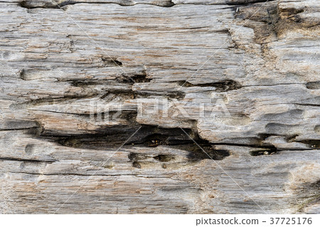 木紋 wood grain 木目 樹幹 Tree Trunk 木頭 wood 木材 bark 細節 37725176