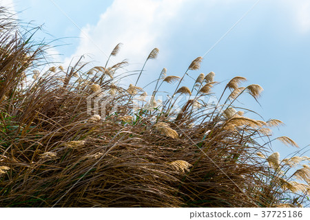 蘆葦蘆葦海濱蘆葦普通蘆葦植物天上mi部 37725186