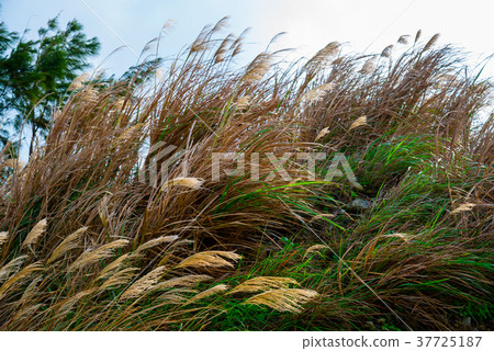 蘆葦蘆葦海濱蘆葦普通蘆葦植物天上mi部 37725187