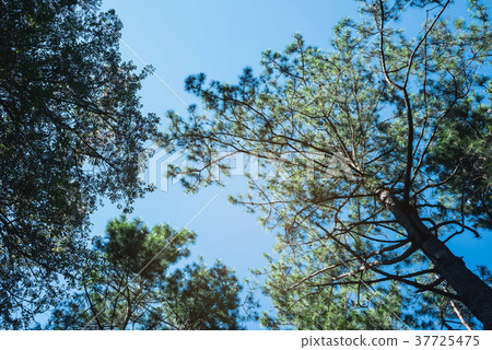the nature background of pine forest up view the nature background of pine forest up view 37725475