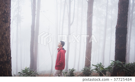 man travel in the pine forest winter man travel in the pine forest winter 37725484