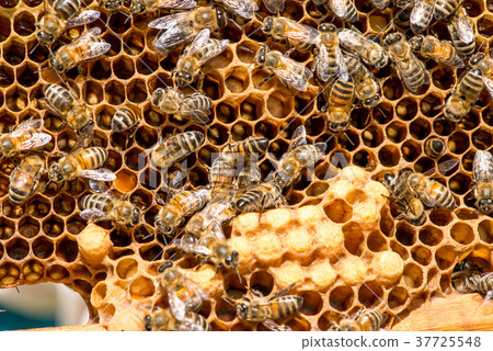 closeup of bees on honeycomb in apiary closeup of bees on honeycomb in apiary 37725548
